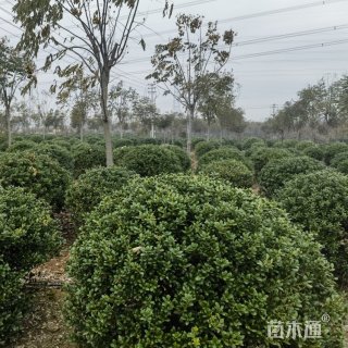 冠幅200厘米无刺枸骨球