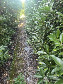 高度250厘米青珊瑚