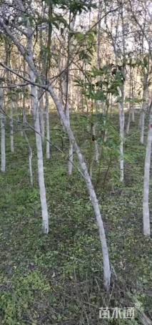 3公分野鸭椿