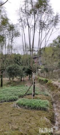 12公分蓝花楹
