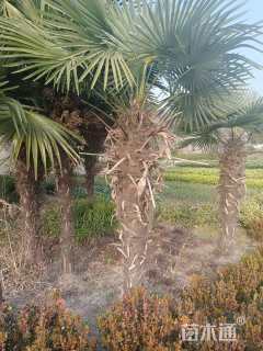 裸干高400厘米棕榈