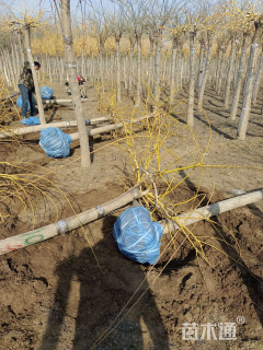 12公分金枝龙爪槐