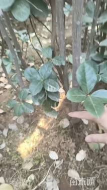 高度100厘米北海道黄杨