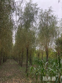 18公分金丝垂柳