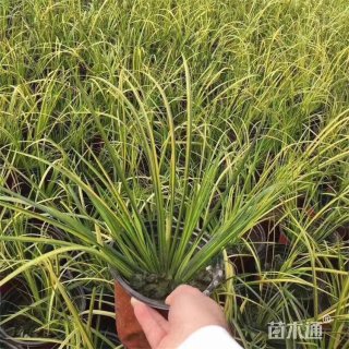 高度30厘米金边石菖蒲