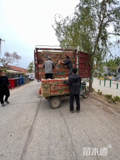 高度16厘米马鞭草