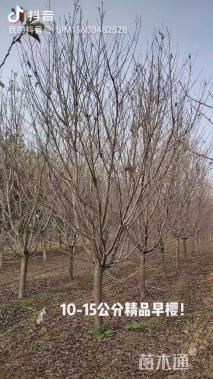 12公分早樱