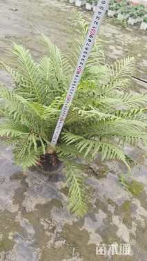 高度40厘米富贵蕨