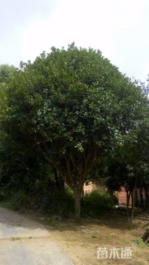 20公分桂花