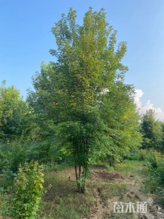 高度600厘米丛生美国红枫