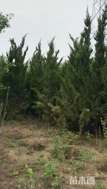 高度220厘米龙柏