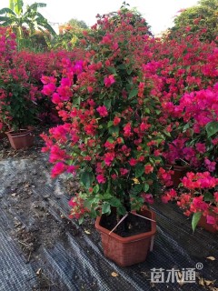 高度120厘米三角梅