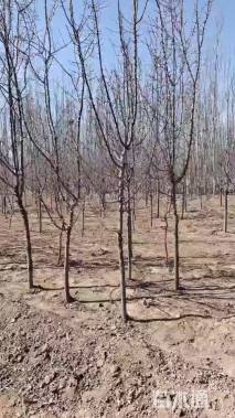 高度200厘米山杏小苗