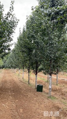 14公分彩叶豆梨