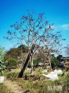 14公分造型紫薇