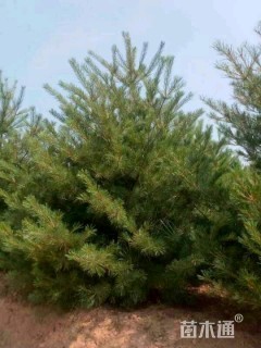 高度5000厘米华山松