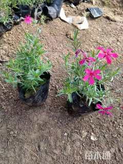 高度10厘米福禄考