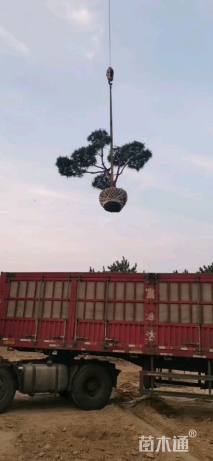 5公分造型油松