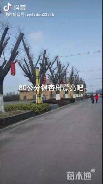 80公分嫁接树状月季
