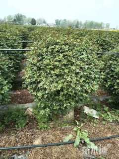 冠幅100厘米月季花球