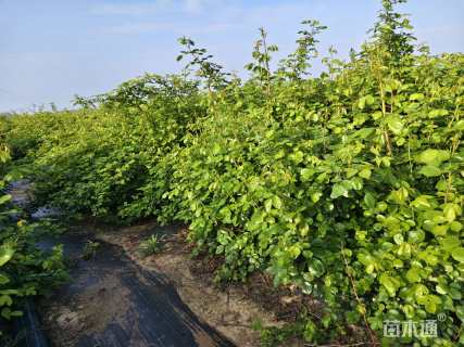 高度50厘米月季
