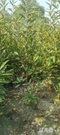 高度150厘米法国冬青绿篱