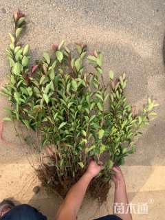 高度25厘米海桐小苗