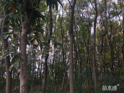 8公分无患子