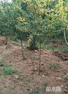 高度150厘米果石榴