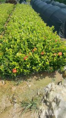 高度20厘米龙船花