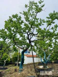 19公分造型乌桕