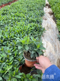 高度20厘米福禄考