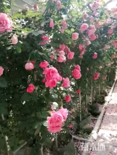 200厘米藤本月季