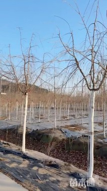 10公分垂枝樱花