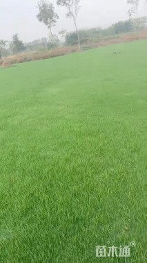 草卷状果岭草