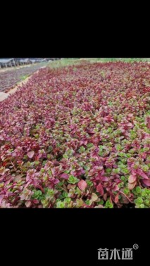 高度10厘米红景天