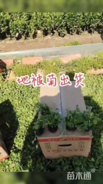 高度25厘米地被菊