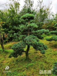 21公分造型五针松