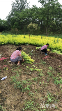 高度45厘米金叶女贞