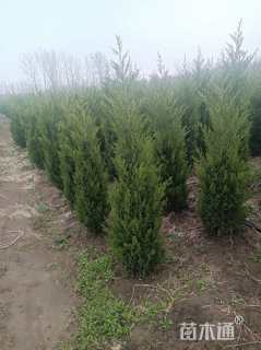 高度200厘米塔柏