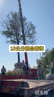 8公分香樟