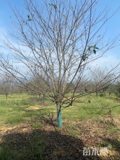 15公分染井吉野樱