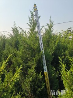 高度250厘米塔柏