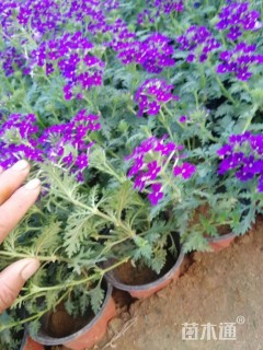 高度15厘米美女樱