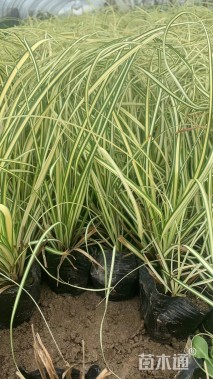 高度20厘米金叶苔草