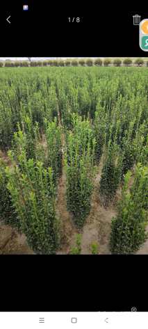 高度30厘米直立冬青