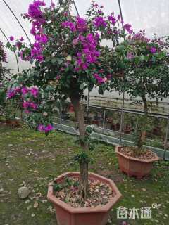 高度110厘米三角梅