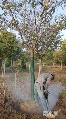 10公分高杆染井吉野樱