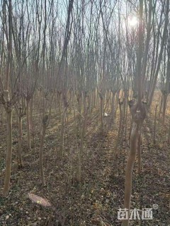 6公分紫薇