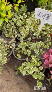 高度40厘米花叶蔓长春